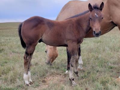 Laredo Reed JW<BR>AQHA 6008220